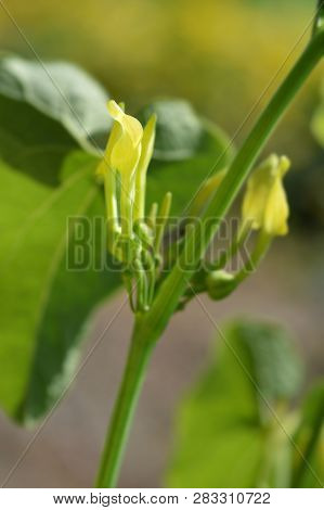 Common Birthwort - Latin Name - Aristolochia Clematitis