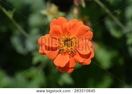 Orange Avens Cultivar - Latin Name - Geum * Heldreichii