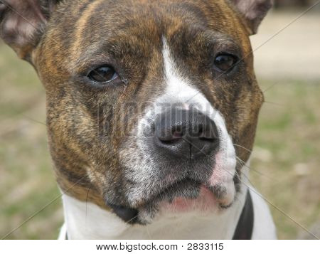 Intense_Dog
