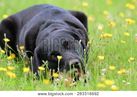 Low Angle View Of A Young Bkack Labrador Chewing A Stone