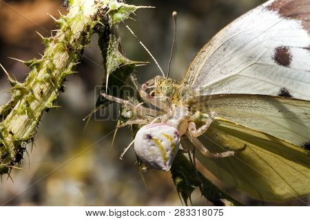 Crab Spider With A Captured Butterfly In Nature