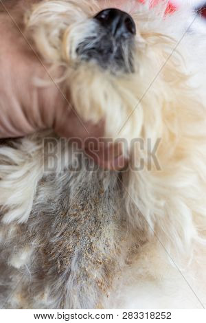 Vet Examining Dog Body Skin With Bad Yeast Fungal Infection