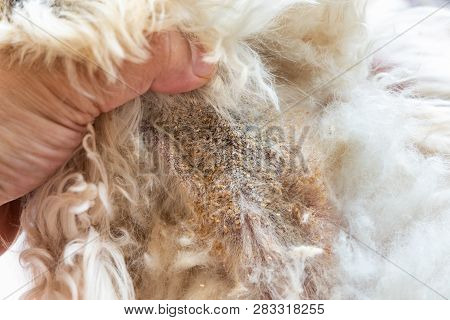 Vet Examining Dog Body Skin With Bad Yeast Fungal Infection
