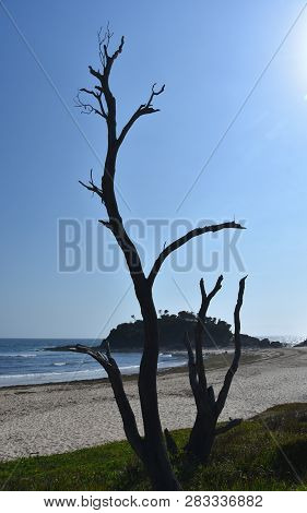 View Onto The Coast Near Seal Rocks On A Sunny Day. The Little Island At The Southern End Of Number 