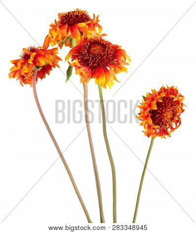 Beautiful Bright Red Flower Gaillardia Coahuilensis, Family Asteraceae On White Isolated Background