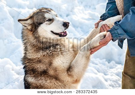 A Smiling Dog Gives Its Paws To Its Owner. Friendliness And Gratitude Of Animals