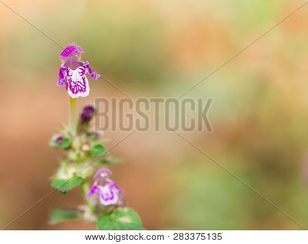Blossom Of Lamium Maculatum Flower( Spotted Dead-nettle Or Spotted Henbit Or Purple Dragon ) On Sunn