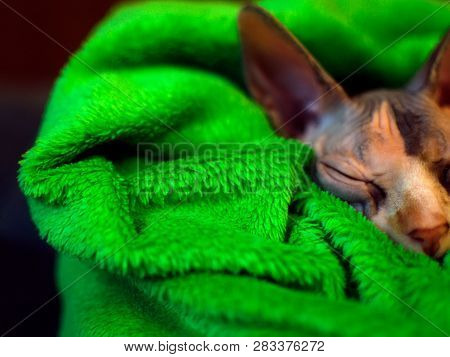 Sphynx Cat Wrapped In A Blanket. Sphinx Asleep In A Green Plaid. Sleeping Sphinx.