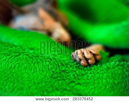 Sphynx Cat Wrapped In A Blanket. Sphinx Asleep In A Green Plaid. Sleeping Sphinx.