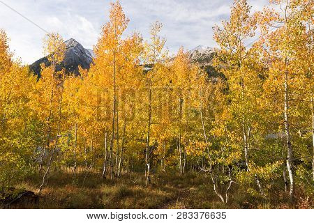 Early Morning Autumn Colors At Lost Lake Slough With East Beckwith Peak, Colorado.