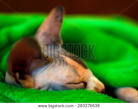 Sphynx Cat Wrapped In A Blanket. Sphinx Asleep In A Green Plaid. Sleeping Sphinx.