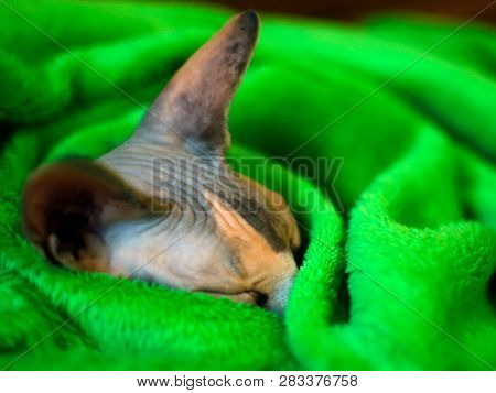 Sphynx Cat Wrapped In A Blanket. Sphinx Asleep In A Green Plaid. Sleeping Sphinx.