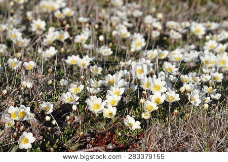 Arctic Mountain Avens Or Alpine Dryad, Forming A Large Colony Of Plants On The Arctic Tundra That Ar