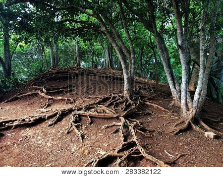 Tree Roots In At Chamarel Waterfall Mauritius Island