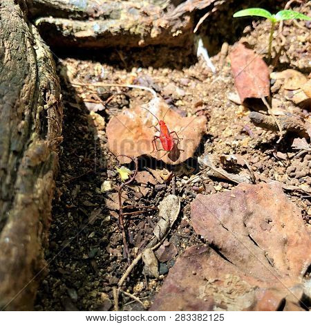 Closeup Of Red Insect On Ile Aux Aigrettes