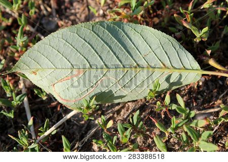 Mine Of Lyonetia Clerkella (apple Leaf-miner) On Green Leaf Of Bird Cherry Or Hackberry (prunus Padu