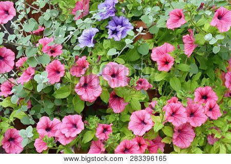Varieties Of Petunia And Surfinia Flowers In The Pot In Front The Door