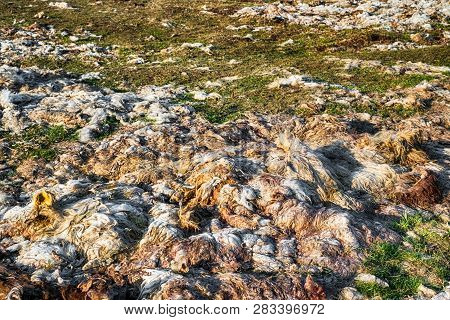 Wool From Dead Sheep In A Farmer's Field