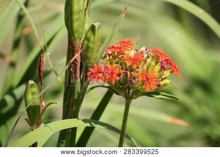 Red Flowers Of Lychnis Chalcedonica Or Maltese Cross Plant In Garden