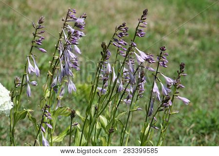 Flowers Of Hosta Or Plantain Lily In Garden