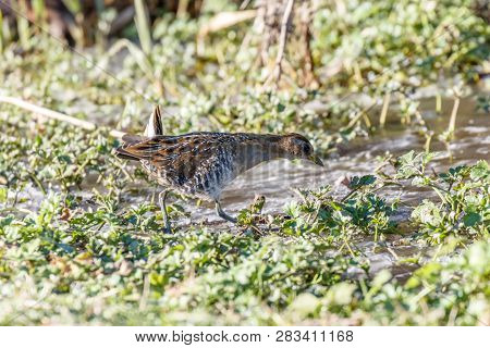 Waterbird Sora Rail At Terra Nova Park,  Richmond Bc Canada , Feb. 2019