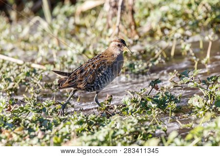 Waterbird Sora Rail At Terra Nova Park,  Richmond Bc Canada , Feb. 2019