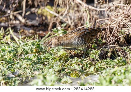Waterbird Sora Rail At Terra Nova Park,  Richmond Bc Canada , Feb. 2019