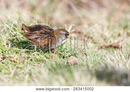 Waterbird Sora Rail At Terra Nova Park,  Richmond Bc Canada , Feb. 2019