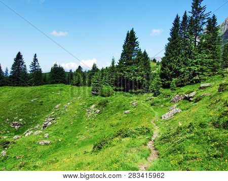 Alpine Pastures And Meadows On The Slopes Of Alvier Peak In The Appenzell Alps Mountain Range - Cant