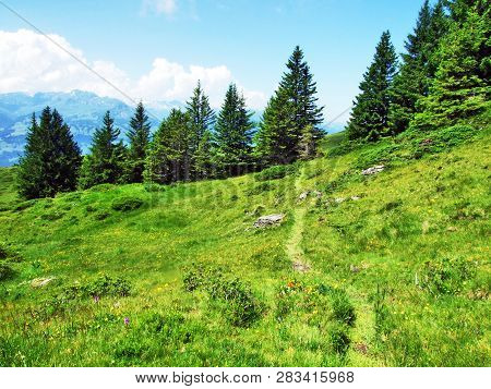 Alpine Pastures And Meadows On The Slopes Of Alvier Peak In The Appenzell Alps Mountain Range - Cant
