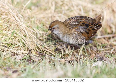 Waterbird Sora Rail At Terra Nova Park,  Richmond Bc Canada , Feb. 2019