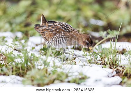 Waterbird Sora Rail At Terra Nova Park,  Richmond Bc Canada , Feb. 2019