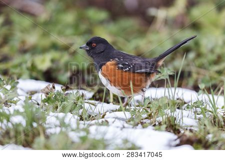 Spotted Towhee Bird In Vancouver Bc Canada.
