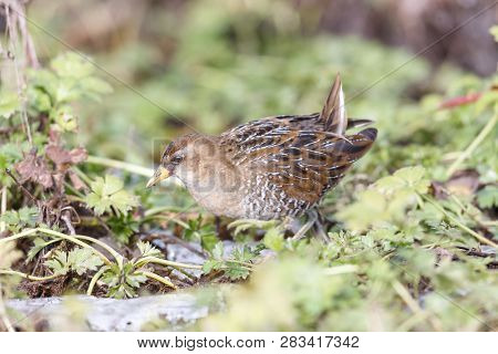 Waterbird Sora Rail At Richmond Bc Canada ,