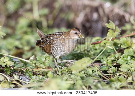 Waterbird Sora Rail At  Richmond Bc Canada