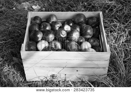 Apples Red Ripe Fruits In Wooden Box On Grass. Apple Harvest Concept. Ripe Organic Fruits In Garden.