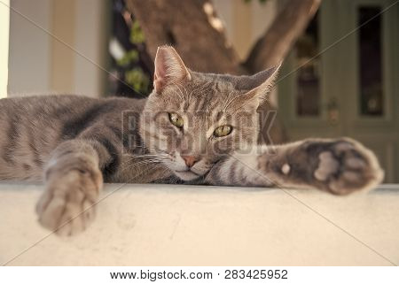 Healthy Pet - Happy Owner. Kitten In Patmos, Greece. Shorthair Cat Relax Outdoor. Cute Pet With Grey