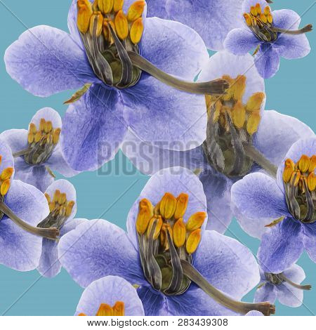Pyrola . Texture Of Flowers. Seamless Pattern For Continuous Replicate. Floral Background, Photo Col