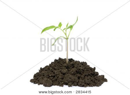 Plant