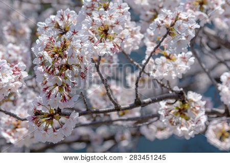 Meguro Sakura (cherry Blossom) Festival. Cherry Blossom Full Bloom In Spring Season At Meguro River,