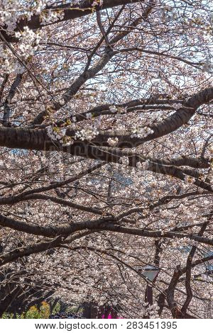 Meguro Sakura (cherry Blossom) Festival. Cherry Blossom Full Bloom In Spring Season At Meguro River,