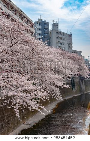 Meguro Sakura (cherry Blossom) Festival. Cherry Blossom Full Bloom In Spring Season At Meguro River,