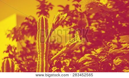 Two Flowers Of Cacus Cereus White And Dark Red On The Bachground On Bright Clear Blue Sky And Defocu