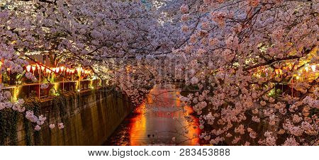 Meguro Sakura (cherry Blossom) Festival. Cherry Blossom Full Bloom In Spring Season At Meguro River,