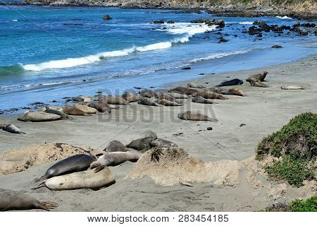 Cute And Funny Sea Elephants On The Pacific Coast. California, Usa