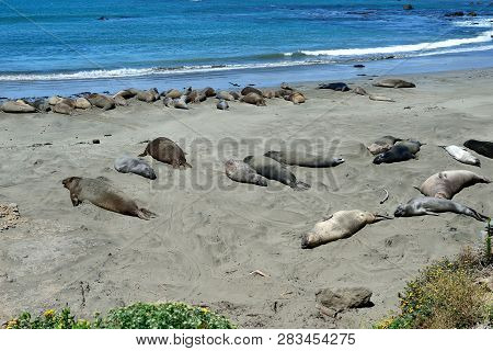 Cute And Funny Sea Elephants On The Pacific Coast. California, Usa