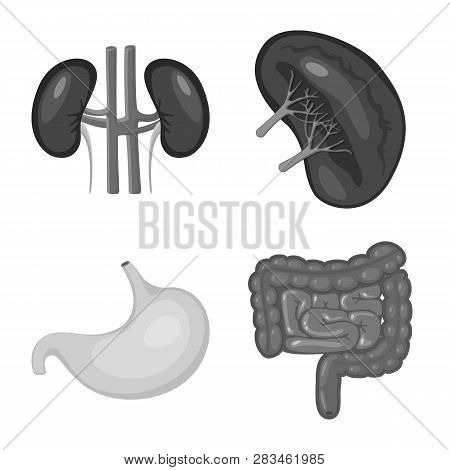 Vector Illustration Of Internal And Medical Sign. Set Of Internal And Health Stock Vector Illustrati