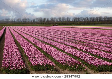 Kuuluisa hollantilainen polttimo kentät miljoonia tulppaanit Hollannissa