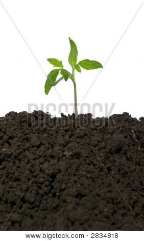 Plant