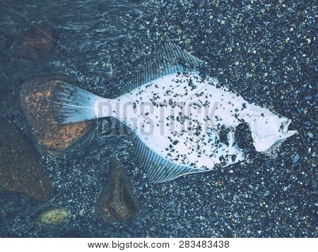 Dead Flounder Or Flatfish Is Lying In The Sand On The Baltic Sea